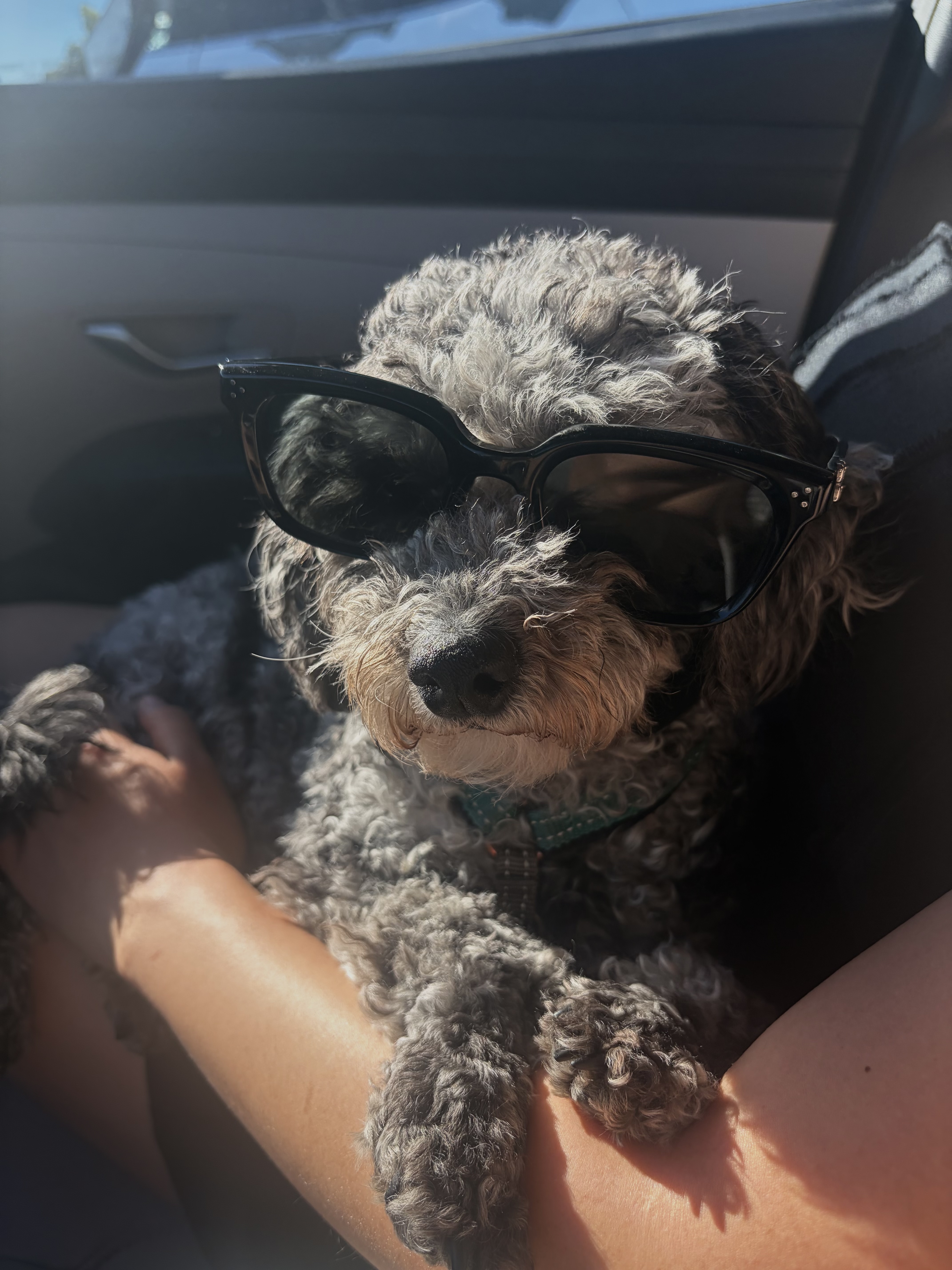 Chu, my dog, wearing sunglasses